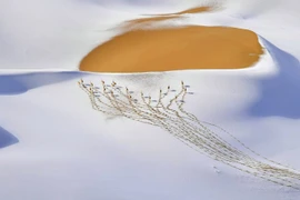 Kinh ngạc với những hình ảnh tiết lộ cuộc sống hoang dã chân thực nhất