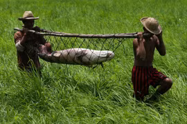 Cận cảnh đi săn thủy quái trên sông Amazon