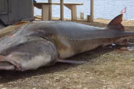 Cá tầm Kaluga - đặc sản của vua chúa ngày xưa đã sắp tuyệt chủng