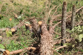 Lâm Đồng: Điều tra vụ đốn hạ hàng trăm cây thông 3 lá