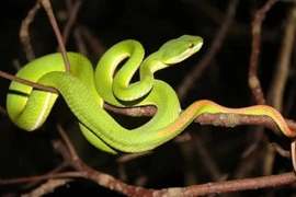 Đắk Lắk: Người đàn ông bị rắn lục đuôi đỏ cắn tử vong