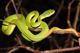 Đắk Lắk: Người đàn ông bị rắn lục đuôi đỏ cắn tử vong