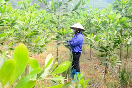 Tuyên Quang: Trồng rừng vượt 10% kế hoạch năm