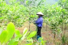 Tuyên Quang: Trồng rừng vượt 10% kế hoạch năm