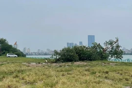 Sẽ trồng "cây cô đơn" mới ở Hồ Tây thay thế cây bị gãy