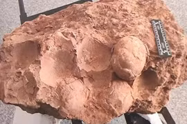 Phát hiện trứng khủng long hóa thạch 70 triệu năm ở Trung Quốc