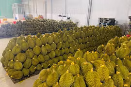 Đắk Lắk: Mã vùng trồng sầu riêng xuất khẩu được cấp cho doanh nghiệp?