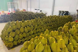 Đắk Lắk: Mã vùng trồng sầu riêng xuất khẩu được cấp cho doanh nghiệp?