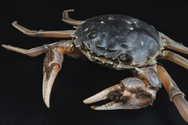 Chế tạo thành công pin làm từ vỏ cua