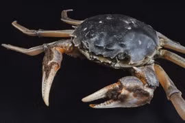 Chế tạo thành công pin làm từ vỏ cua