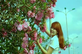 Đẹp mê hồn hoa trúc đào trên phố phường Đà Nẵng