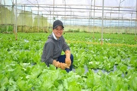 Bỏ đô thị, lên núi trồng rau sạch