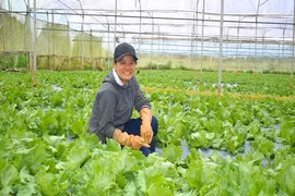 Bỏ đô thị, lên núi trồng rau sạch