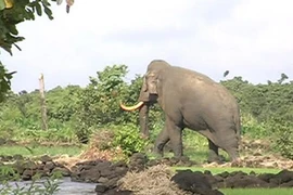 30 con voi rừng quậy phá thị trấn ở Đắk Lắk