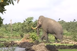 30 con voi rừng quậy phá thị trấn ở Đắk Lắk