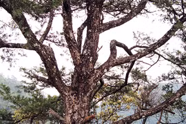 Trưởng công an xã thuê người cưa trộm cây quý?