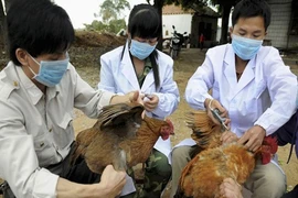 Trưởng ban thú y bị nhiễm cúm A H5N1