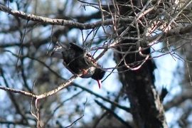 Kỳ thú công viên chim quý giữa Đại học Đà Lạt