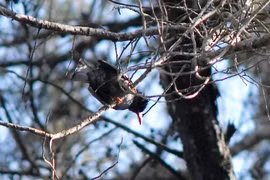 Kỳ thú công viên chim quý giữa Đại học Đà Lạt