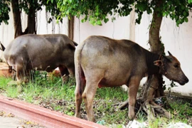 Trộm trâu nhà ông ngoại đổi xe máy chạy chơi