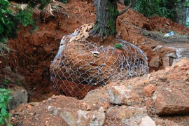 Bán cây quý nơi công cộng cho dân chơi