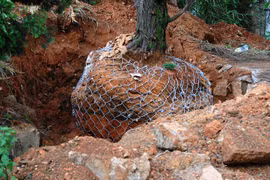 Bán cây quý nơi công cộng cho dân chơi