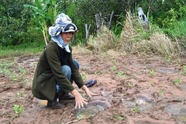 Dân cư xáo trộn vì voi rừng tấn công