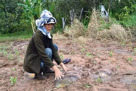 Dân cư xáo trộn vì voi rừng tấn công