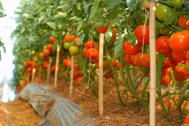 Cận cảnh vườn cà chua trái “khủng” ở Đà Lạt