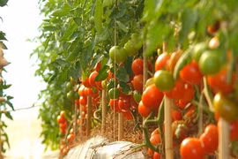 Xuất hiện cà chua “khủng” có một không hai 