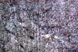 Kỳ bí phiến đá có ký tự lạ giữa đại ngàn