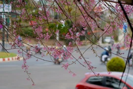 Đẹp ngỡ ngàng mai anh đào nở bung đón Tết 2015