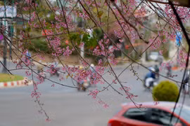 Đẹp ngỡ ngàng mai anh đào nở bung đón Tết 2015