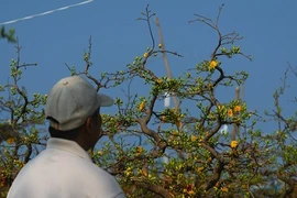 Đà Nẵng: Tết chưa về đào quất ngẩn ngơ