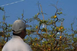 Đà Nẵng: Tết chưa về đào quất ngẩn ngơ