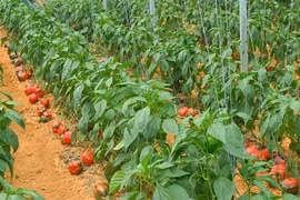 Tận mục ớt khủng Đà Lạt “hốt” tiền tỷ 