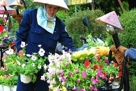 Ngất ngây "thưởng" trăm hoa khoe sắc chào Festival Đà Lạt