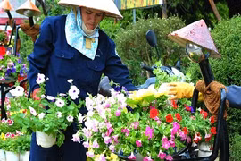 Ngất ngây "thưởng" trăm hoa khoe sắc chào Festival Đà Lạt