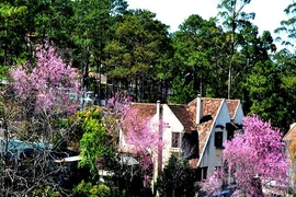 Đà Lạt đẹp hơn phim nhờ mai anh đào