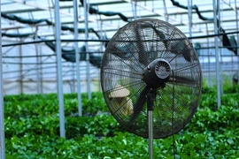 Rau sạch chuẩn quốc tế của nông dân Đà Lạt