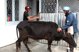 Con rể bán trộm bò nhà vợ, mua điện thoại dùng chơi