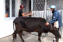 Con rể bán trộm bò nhà vợ, mua điện thoại dùng chơi