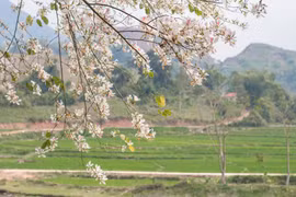 Điện Biên rực rỡ mùa hoa ban hút du khách