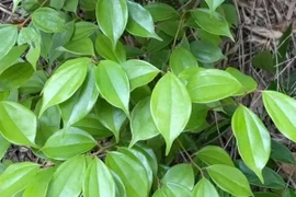 Loài cây được mệnh danh "kho báu ngàn vàng" bị lãng quên nơi rừng núi 