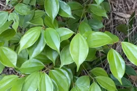 Loài cây được mệnh danh "kho báu ngàn vàng" bị lãng quên nơi rừng núi 