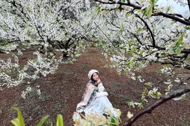 Lên Mộc Châu ngắm hoa mận, "chốt" tour dài hay ngắn ngày?