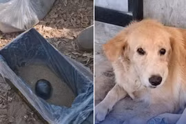 Mang quà về cho chủ, chú chó suýt đánh sập cả ngôi nhà 