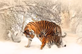 Tử vi tuần mới (10 - 16/2): 3 con giáp ngập tràn hạnh phúc