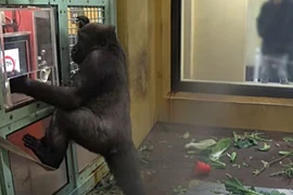 Choáng váng khỉ đột biết dùng máy tính bảng đặt đồ ăn