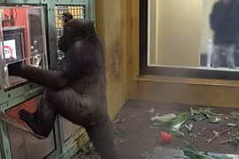 Choáng váng khỉ đột biết dùng máy tính bảng đặt đồ ăn